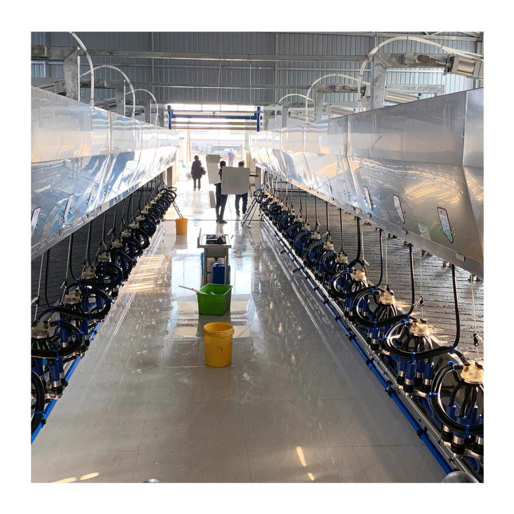 Large Herringbone Electric Afimilk Dairy Automatic Milking Parlor For Cows