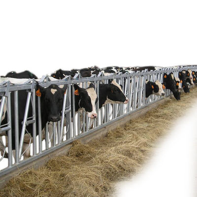 Sturdy Length 6m Cow Head Lock hot Galvanized steel pipe