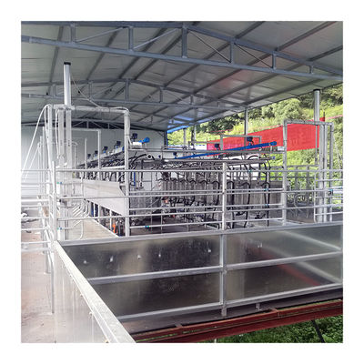 Sheep 100 Points Herringbone Milking Parlor automatic milking system