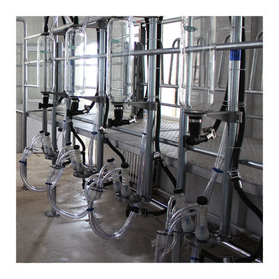 Sheep 100 Points Herringbone Milking Parlor automatic milking system