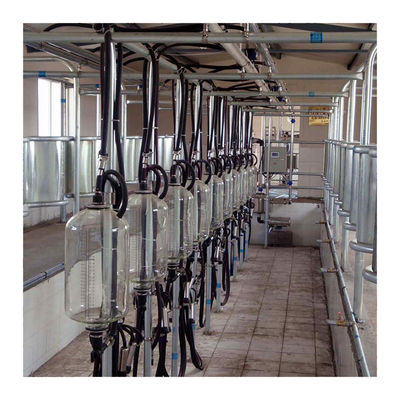 Big 110v 20 Stalls Herringbone Milk Parlor For Cow Milking