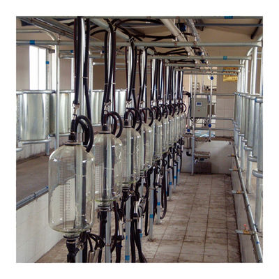 Big 110v 20 Stalls Herringbone Milk Parlor For Cow Milking