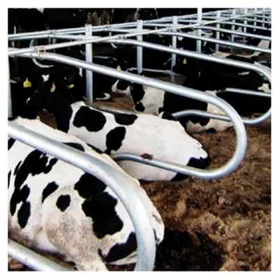 Customized Size Free Stall Barn
