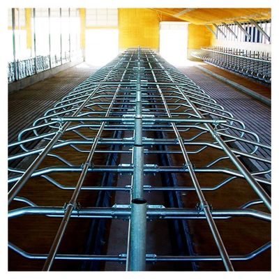 200cm Free Stall Barn Galvanized Round Tube And Stell Pipe For Cow