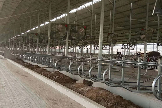 Cattle 9JY Type Acid Proof Free Stall Dairy Barn for Livestock
