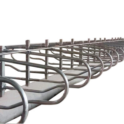 Cattle 9JY Type Acid Proof Free Stall Dairy Barn for Livestock