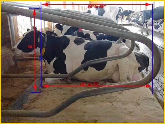 Customized Size Free Stall Barn