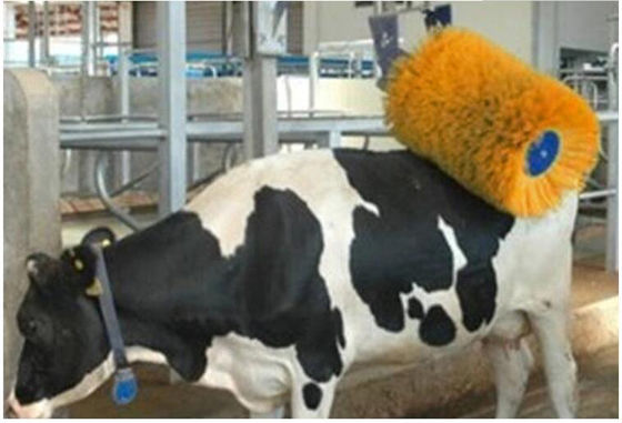 Poultry Breeding Equipment Cow Massage Brush Rotating Cow Shaving Brush