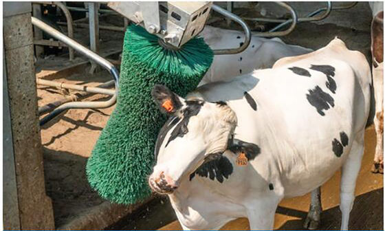 Poultry Breeding Equipment Cow Massage Brush Rotating Cow Shaving Brush
