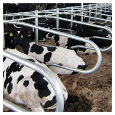 Length 2.3m Cow Free Stall Barn Sliver Color Double Sided