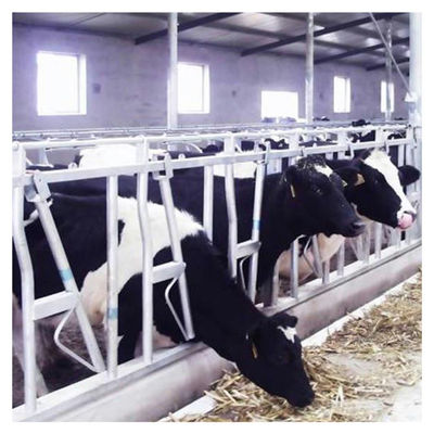 steel pipe 0.75m/position Cattle Head Lock For Dairy Farm Feeding Treating