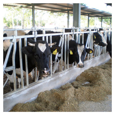 steel pipe 0.75m/position Cattle Head Lock For Dairy Farm Feeding Treating