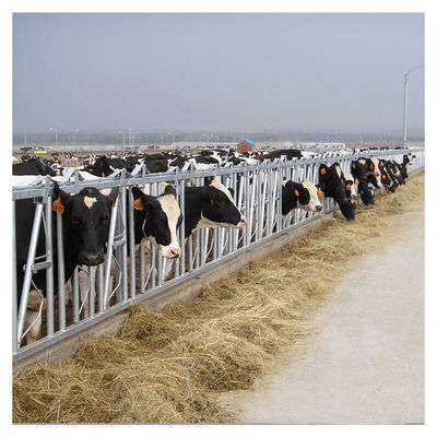 steel pipe 0.75m/position Cattle Head Lock For Dairy Farm Feeding Treating