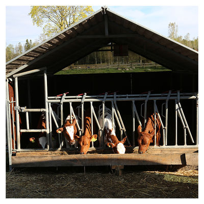 steel pipe 0.75m/position Cattle Head Lock For Dairy Farm Feeding Treating