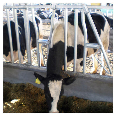 steel pipe 0.75m/position Cattle Head Lock For Dairy Farm Feeding Treating