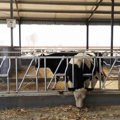 Installed Easily Width 75cm Cow Head Lock Sturdy Built Headlocks