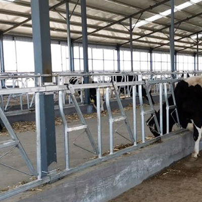 Installed Easily Width 75cm Cow Head Lock Sturdy Built Headlocks