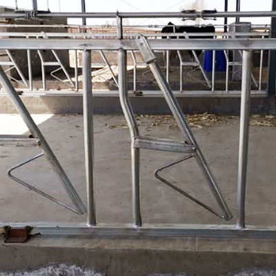 Installed Easily Width 75cm Cow Head Lock Sturdy Built Headlocks