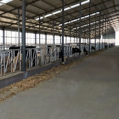 Installed Easily Width 75cm Cow Head Lock Sturdy Built Headlocks
