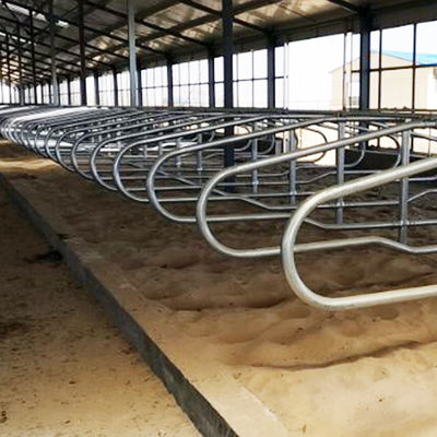 Anti Corrosion Free Stall Barn
