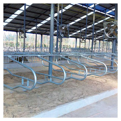 Hot Galvanized Free Stall Barn ISO9001 Free Stall Loops