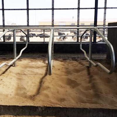Stainless Steel Galvanized Pipe Free Stalls For Cows Single Row Style