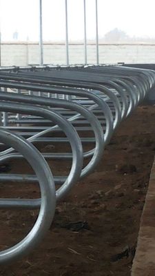 Stainless Steel two side cow free stall Anti Corrosion