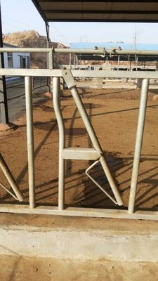 Customized Hot Galvanized Cow Head Lock Farm Feeding Equipment