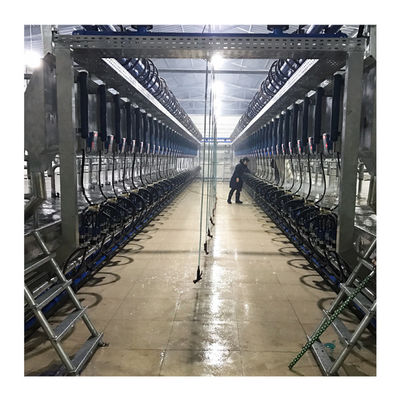 Large Herringbone Electric  Dairy Automatic Milking Parlor For Cows