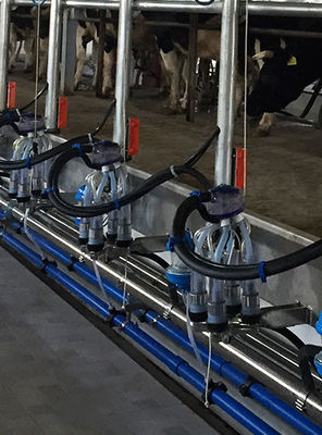 Dairy Cow Automatic Herringbone Milking Parlor Hot Dip Galvanized Frame