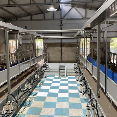 Sheep Parallel Fast Mode Milking Parlor Equipment Easy To Operate