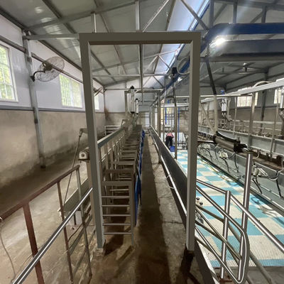 Digital Electric Meter Sheep Goat Milking Parlour New Condition Equipment