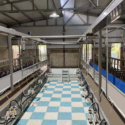 SUS304 Goat Herringbone Milking Parlor Feeding Trough Quick Exit Type Pipeline