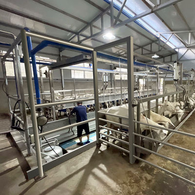 SUS304 Goat Herringbone Milking Parlor Feeding Trough Quick Exit Type Pipeline