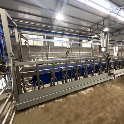 SUS304 Goat Herringbone Milking Parlor Feeding Trough Quick Exit Type Pipeline