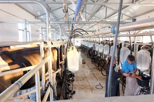 SS304 Herringbone Parlour Milking Systems Dairy Cow Equipment